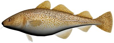 Kosefisk Torsk 60cm