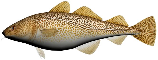 Main Image Kosefisk Torsk 60cm